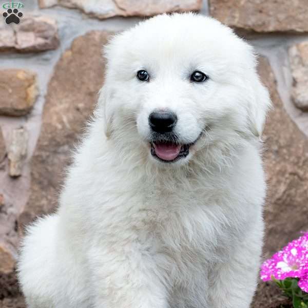 LEGEND, Maremma Sheepdog Puppy